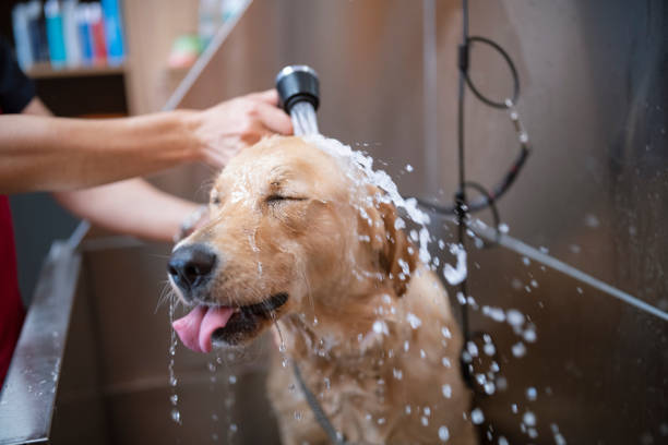 Ensuring Your Dog’s Comfort and Security in Grooming Sessions