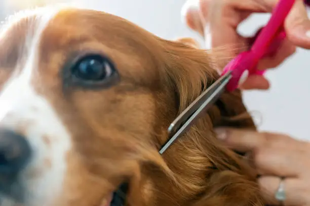 The Dog House Grooming: Unleashing the Secrets to a Happy, Healthy Pup